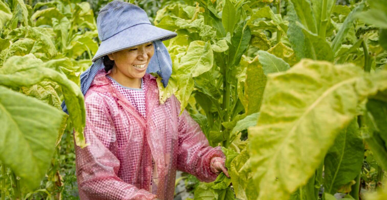 Chinese farmers tending to a tobacco field