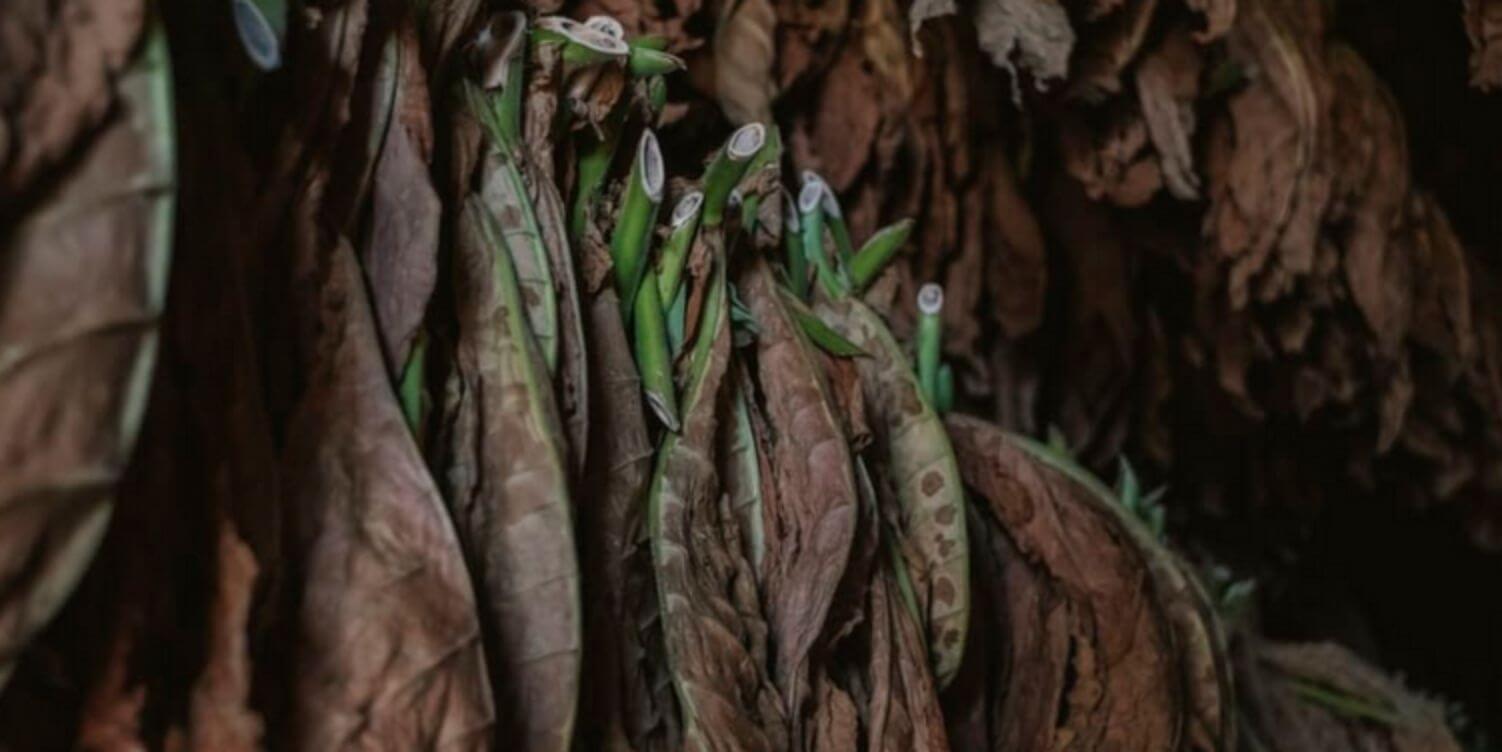 Stacks of cured tobacco leaves ready for processing