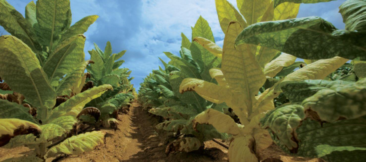 Burley tobacco fields during the harvest season