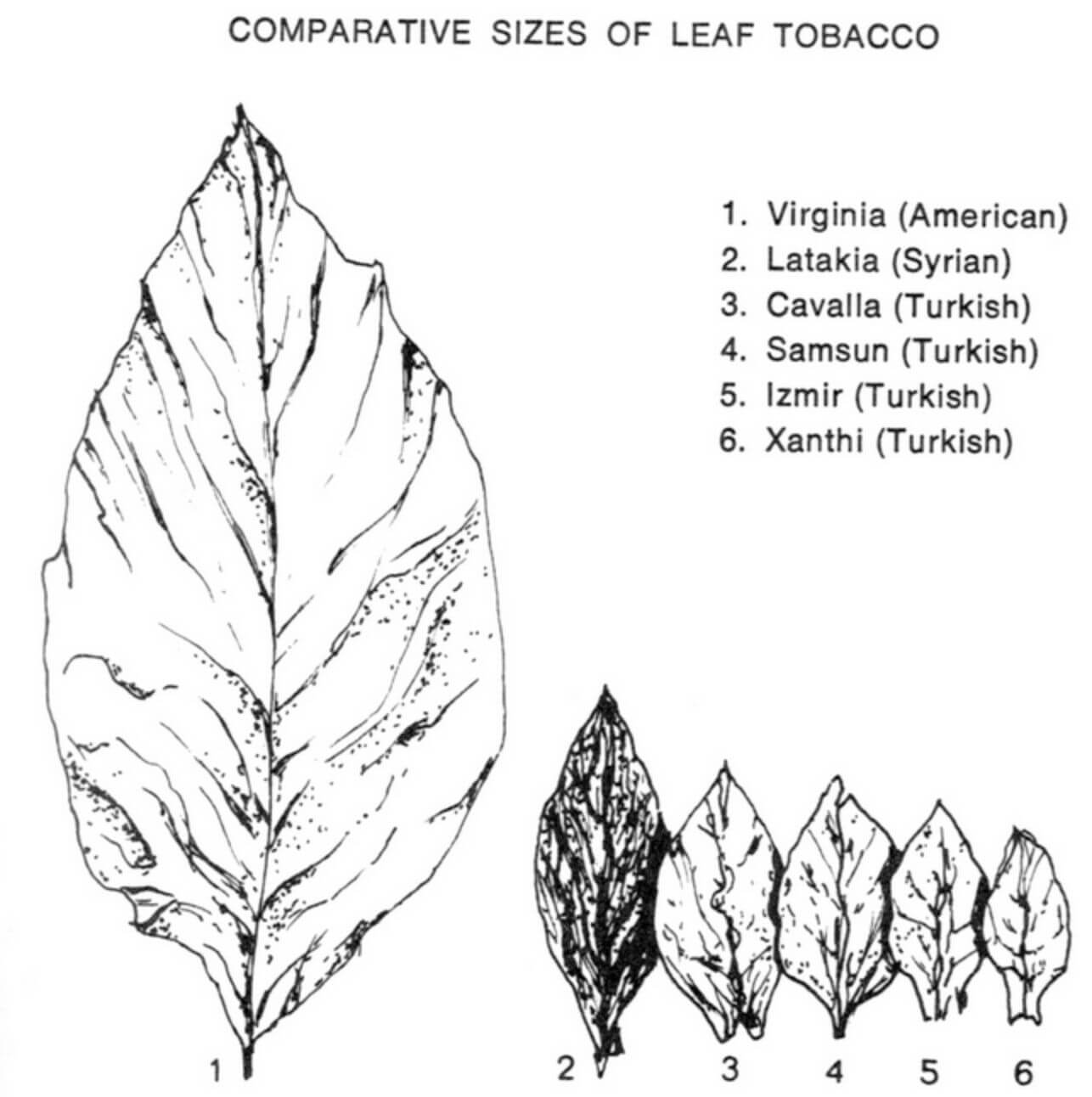 Oriental tobacco vs. other leaf